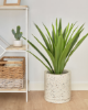 Picture of Bimë artificiale Yucca