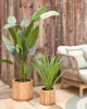 Picture of Bimë artificiale Yucca