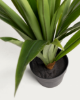 Picture of Bimë artificiale Yucca