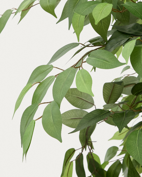 Picture of Bimë artificiale Ficus në vazo të zezë, 180 cm