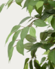 Picture of Ficus artificial