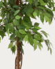 Picture of Ficus artificial