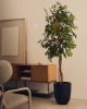 Picture of Ficus artificial