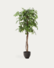 Picture of Bimë artificiale Ficus në vazo të zezë, 180 cm