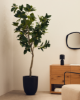 Picture of Bimë artificiale Ficus në vazo të zezë, 210 cm