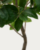 Picture of Bimë artificiale Ficus në vazo të zezë, 210 cm