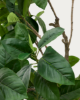 Picture of Bimë artificiale Ficus në vazo të zezë, 210 cm