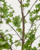 Picture of Pemë artificiale Enkianthus në vazo të zezë, 214 cm
