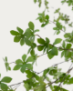 Picture of Pemë artificiale Enkianthus në vazo të zezë, 214 cm